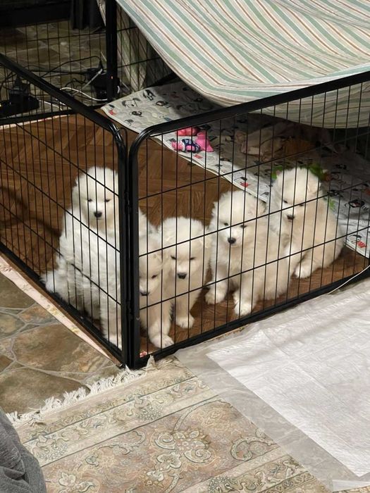 Цуценята самоїда від породних батьків, Дніпро — 2