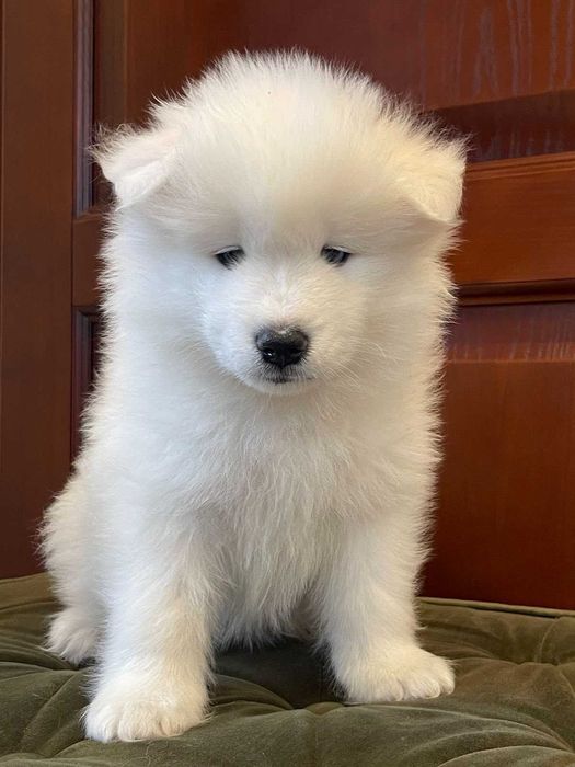 Цуценята самоїда від породних батьків, Дніпро — 3