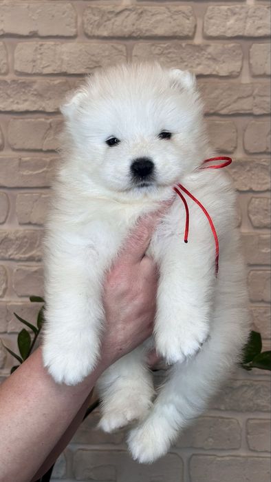 Цуценя самоїда, дівчинка, КСУ-FCI — 2