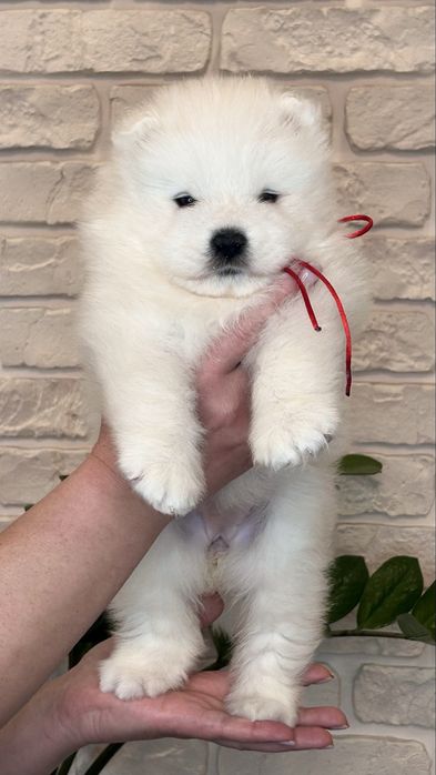 Цуценя самоїда, дівчинка, КСУ-FCI — 3