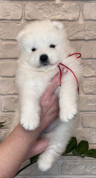 Цуценя самоїда, дівчинка, КСУ-FCI — 4