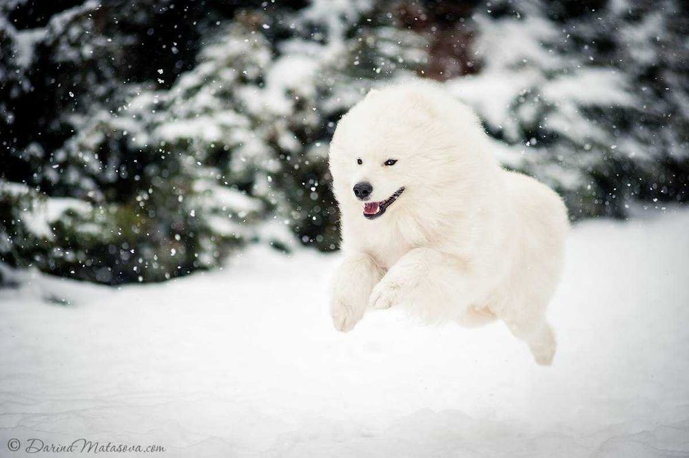 Цуценята самоїда від породних батьків, КСУ