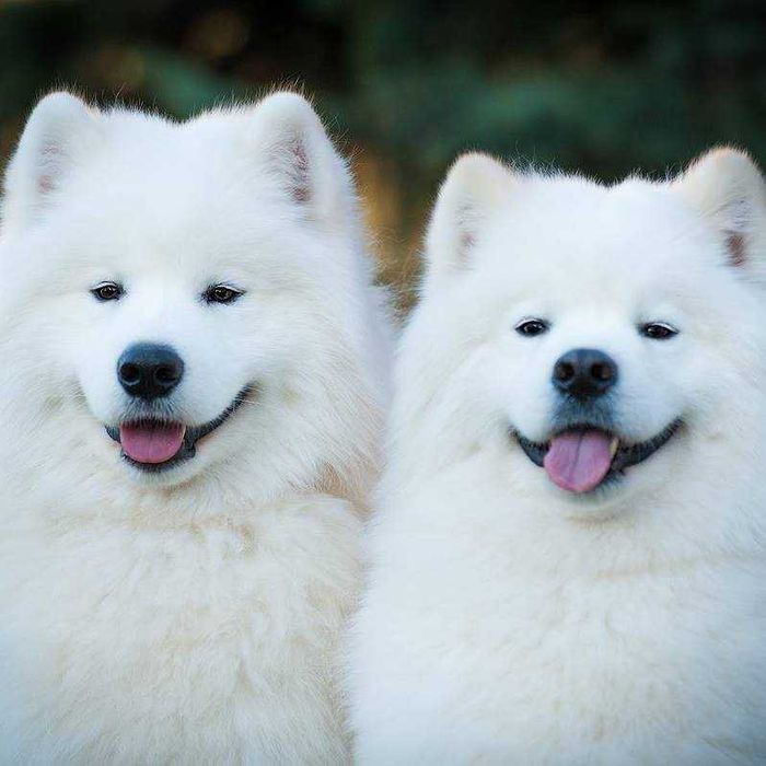 Цуценята самоїда від породних батьків, КСУ — 2