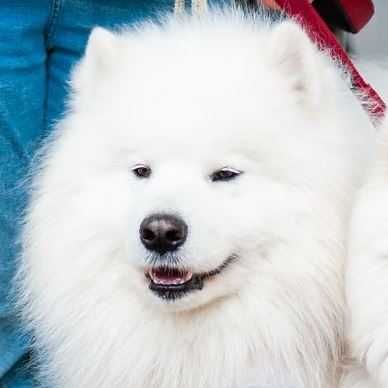 Цуценята самоїда від породних батьків, КСУ — 4