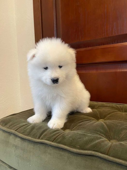 Цуценята самоїда від породних батьків, КСУ — 5