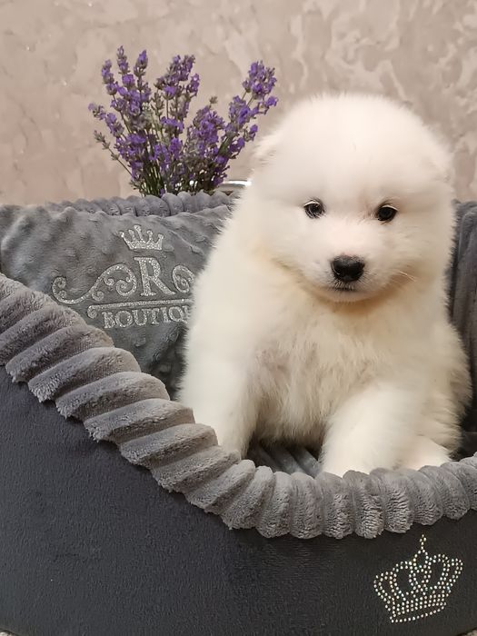 Цуценята самоїда, 6 місяців — 2