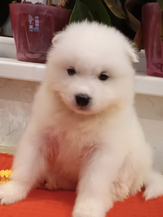 Цуценята самоїда, 6 місяців — 3