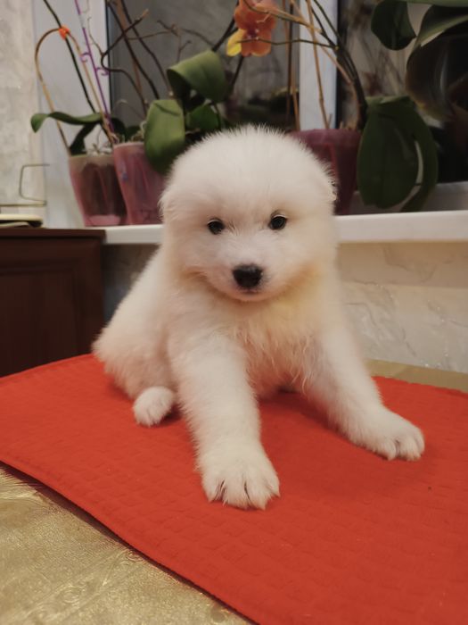 Цуценята самоїда, 6 місяців — 4