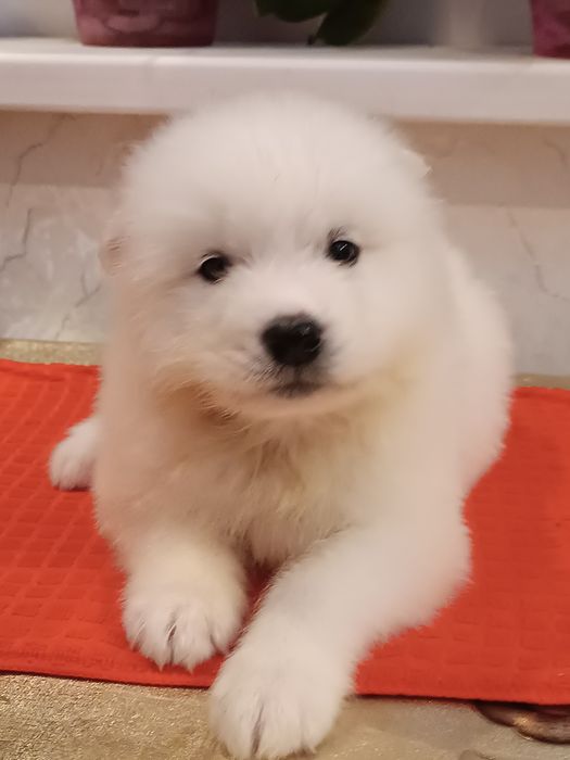 Цуценята самоїда, 6 місяців — 5