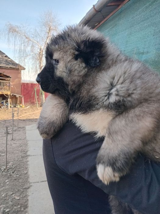 Цуценята кавказької вівчарки, народжені 31.12.2025 — 3