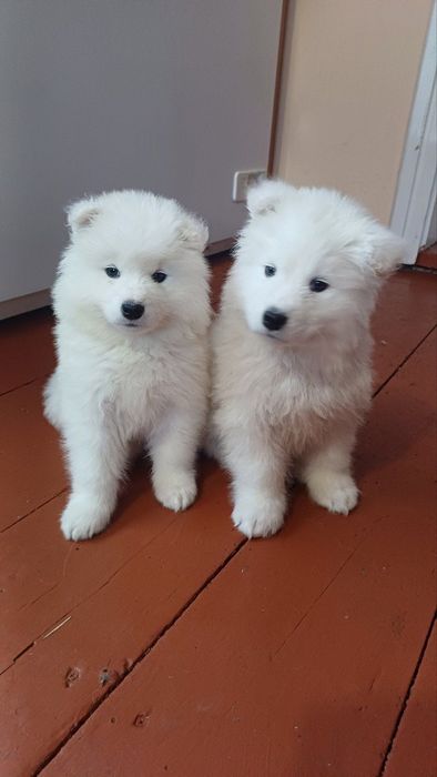 Цуценята самоїда з міжнародним ветпаспортом