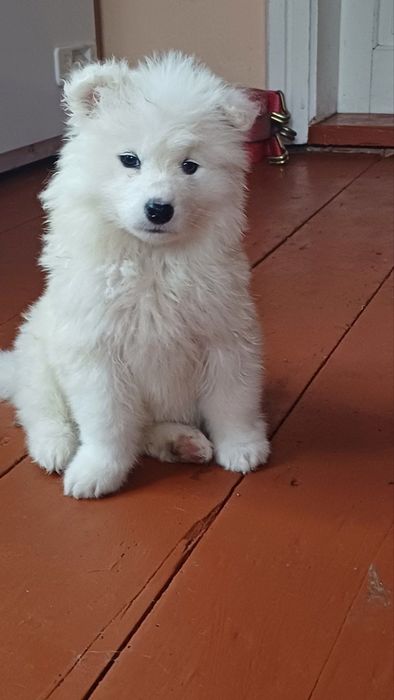 Цуценята самоїда з міжнародним ветпаспортом — 2