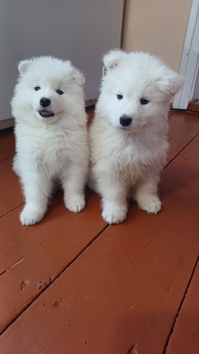 Цуценята самоїда з міжнародним ветпаспортом — 3