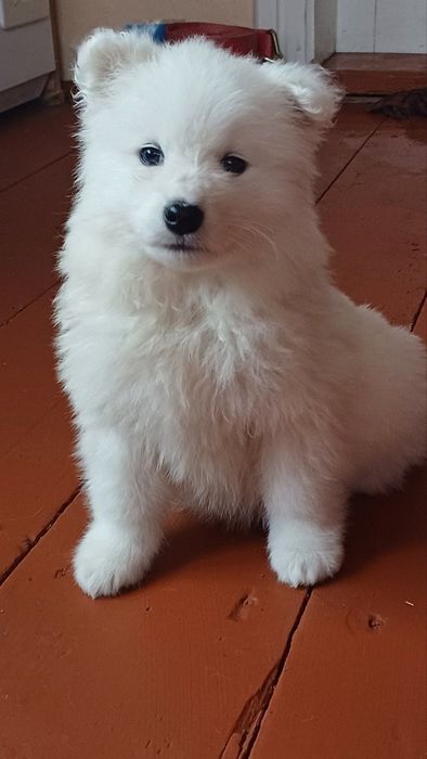 Цуценята самоїда з міжнародним ветпаспортом — 4