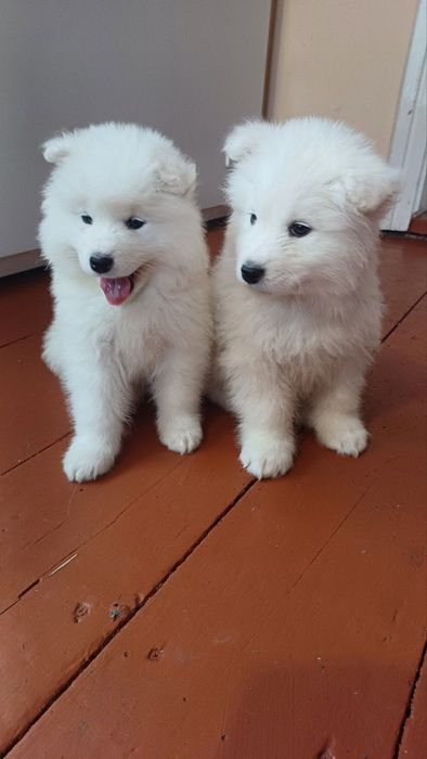 Цуценята самоїда з міжнародним ветпаспортом — 5