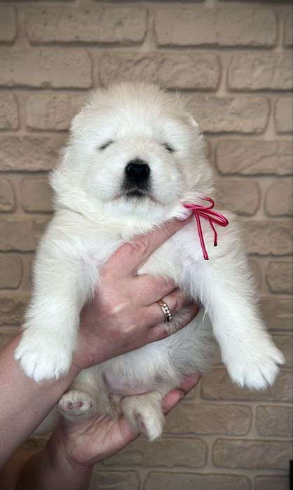 Цуценята самоїда, відкрите бронювання