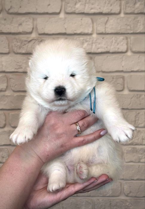 Цуценята самоїда, відкрите бронювання — 2