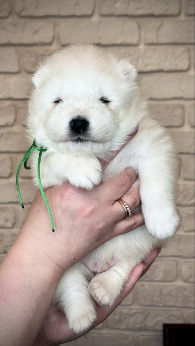 Цуценята самоїда, відкрите бронювання — 4