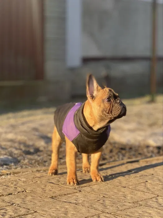 Щастя за гроші. Хлопчик з документами КСУ — 3