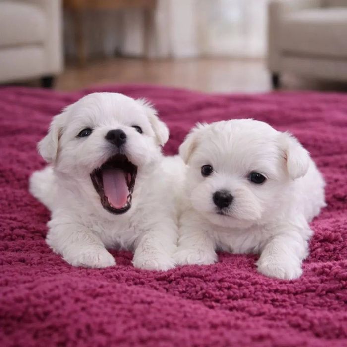 Цуценята мальтезе, готові до переїзду — 3