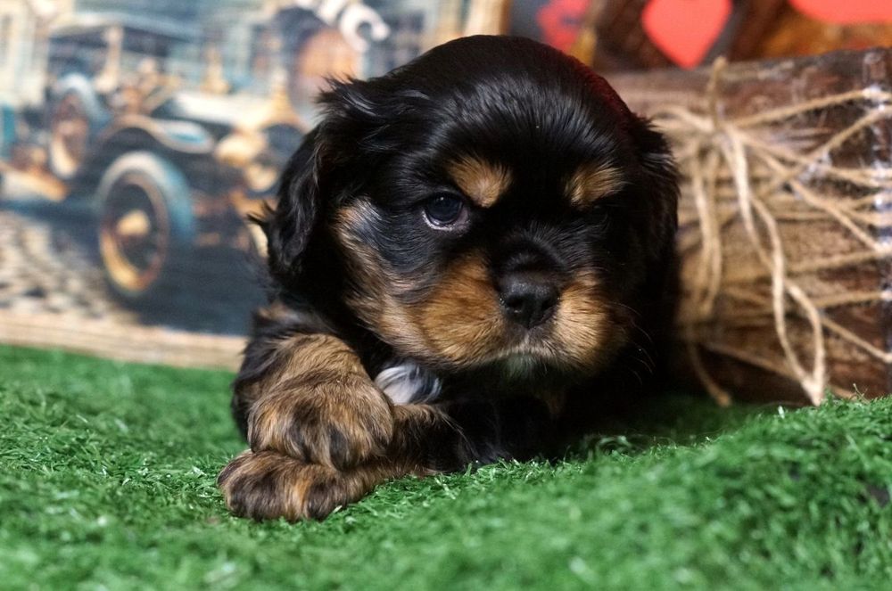 Кавалер-кінг-чарльз-спанієль Black & Tan, дівчинка КСУ — 2