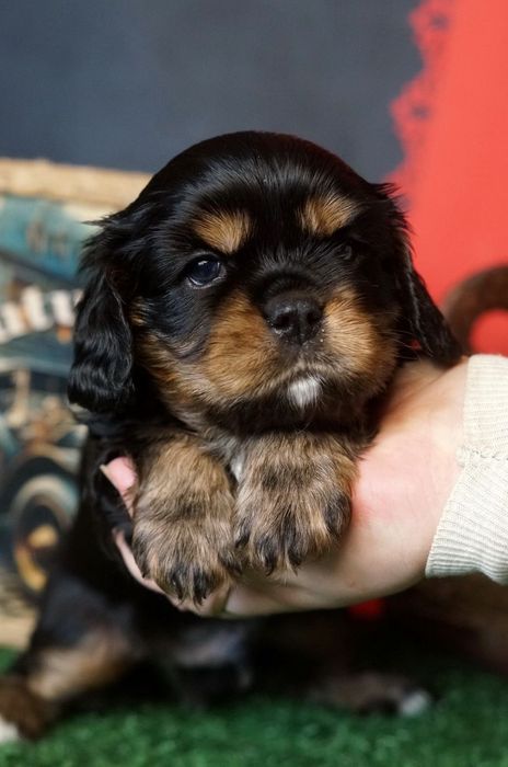 Кавалер-кінг-чарльз-спанієль Black & Tan, дівчинка КСУ — 3