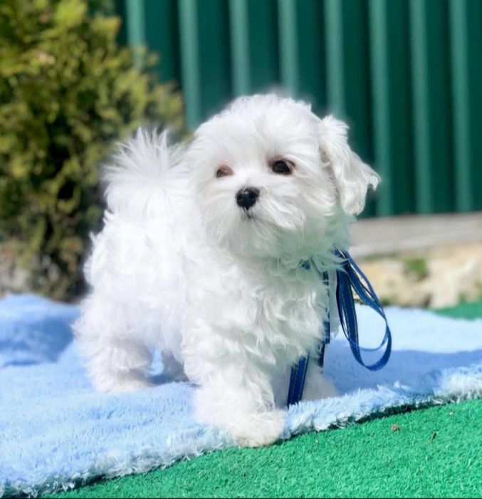 Цуценя мальтезе, хлопчик з документами КСУ