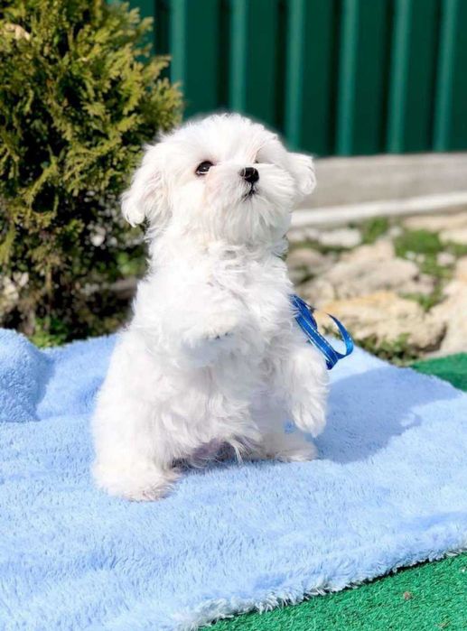 Цуценя мальтезе, хлопчик з документами КСУ — 2