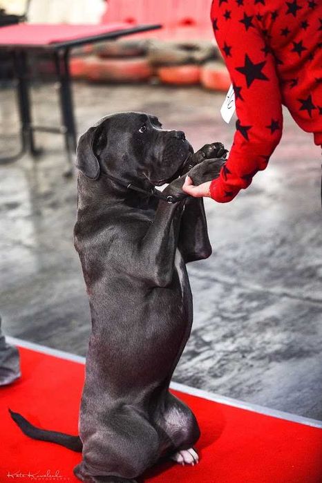 Цуценя кане-корсо сірого забарвлення, дівчинка