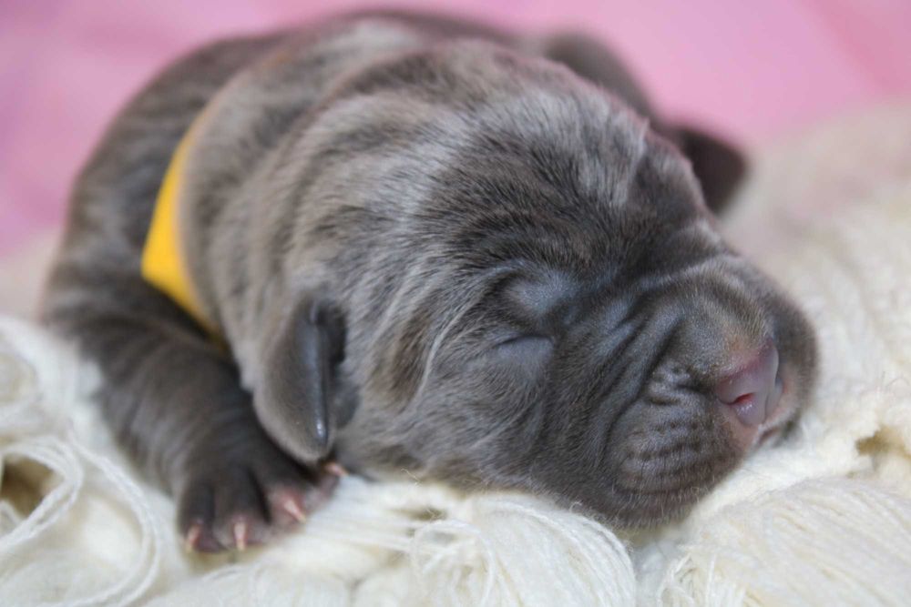 Цуценя кане-корсо сірого забарвлення, дівчинка — 2