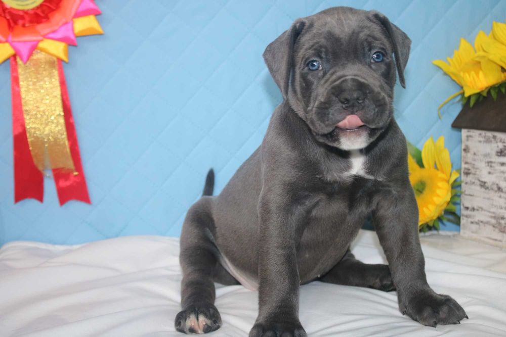 Цуценя кане-корсо сірого забарвлення, дівчинка — 3