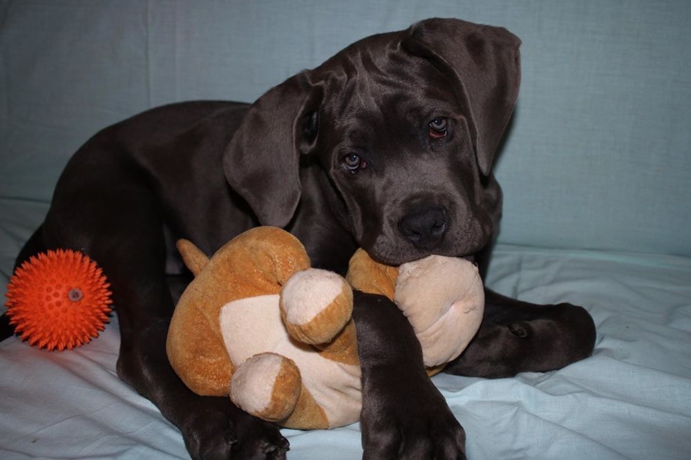 Цуценя кане-корсо сірого забарвлення, дівчинка — 4