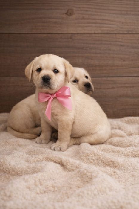 Цуценята лабрадора-ретрівера — 2