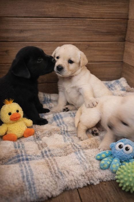 Цуценята лабрадора-ретрівера — 5