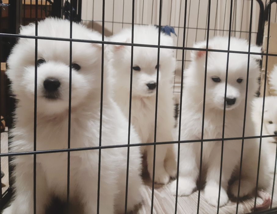 Цуценята самоїда з документами КСУ-FCI