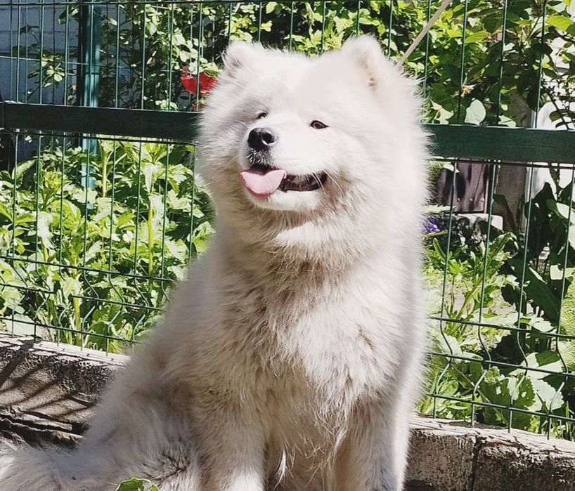 Цуценята самоїда з документами КСУ-FCI — 2