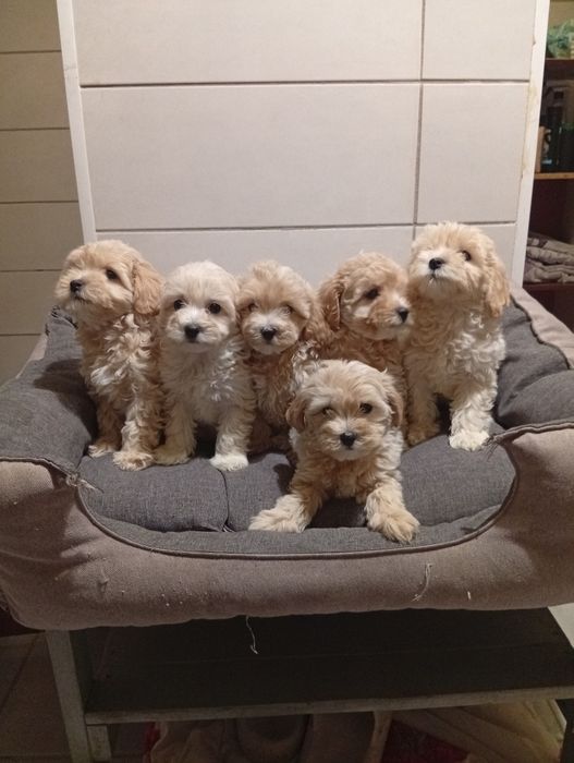 Цуценята мальтіпу, дві дівчинки — 1/5