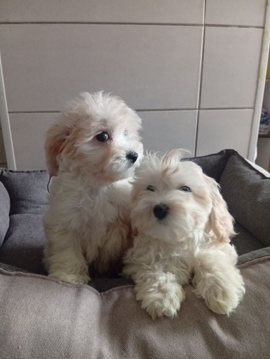 Цуценята мальтіпу, дві дівчинки — 3