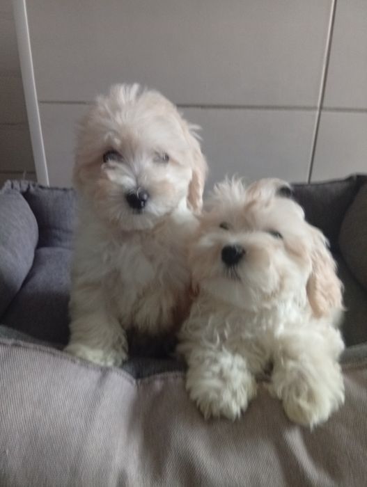 Цуценята мальтіпу, дві дівчинки — 5