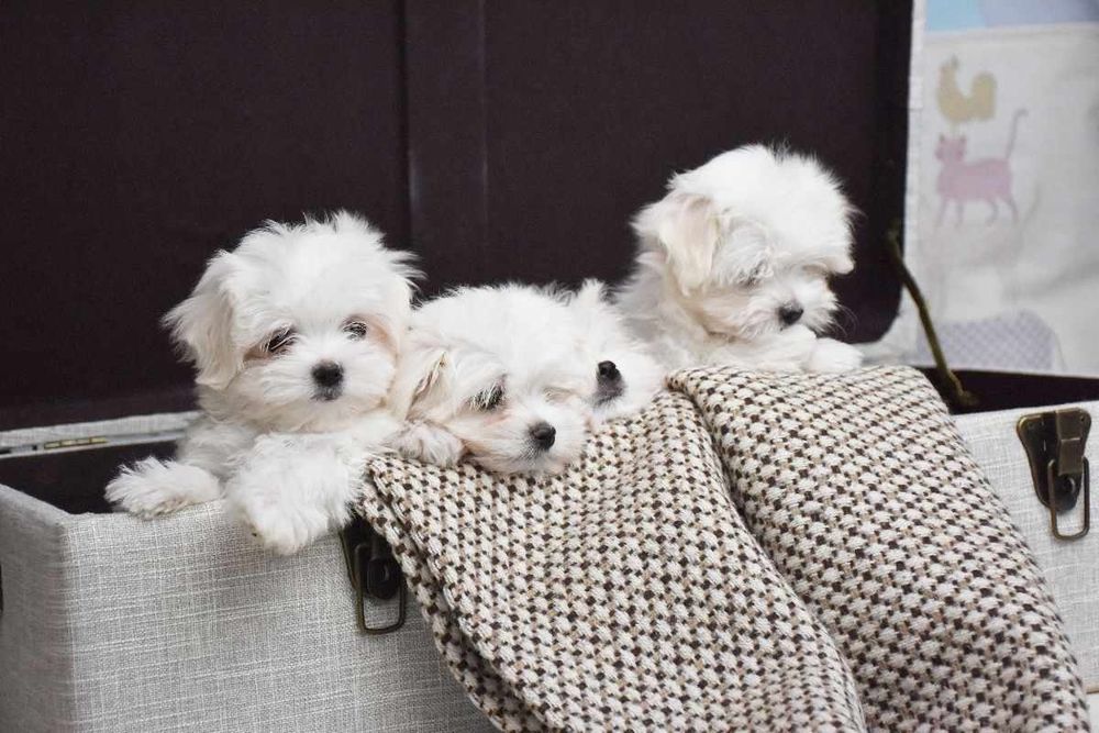 Цуценята мальтезе, тип бебі-фейс