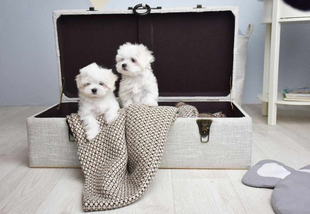 Цуценята мальтезе, тип бебі-фейс — 2