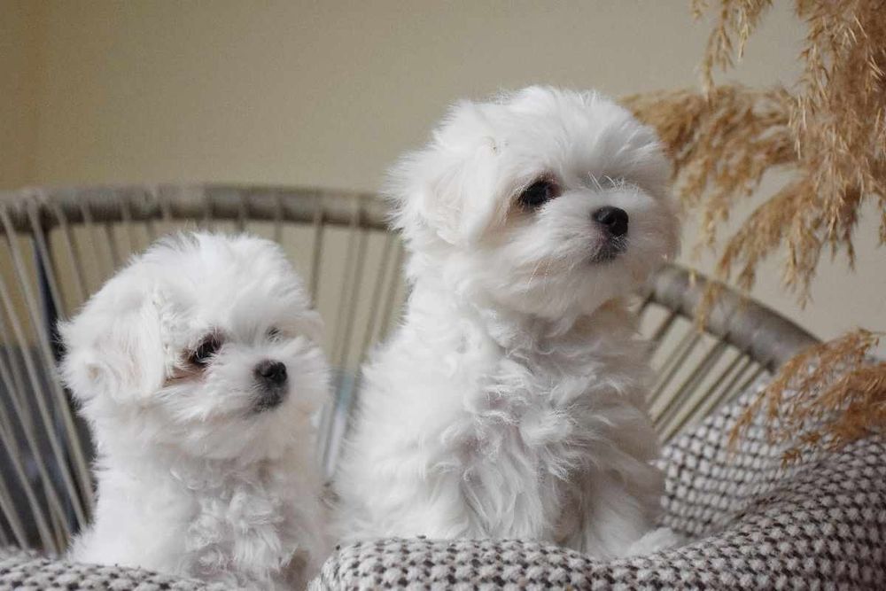 Цуценята мальтезе, тип бебі-фейс — 3