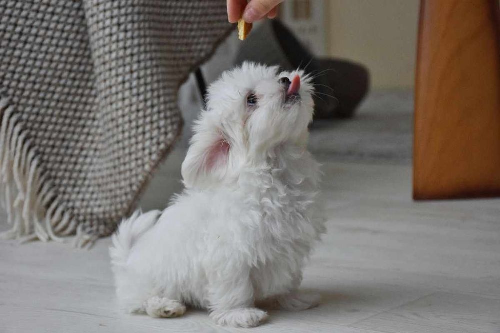 Цуценята мальтезе, тип бебі-фейс — 4