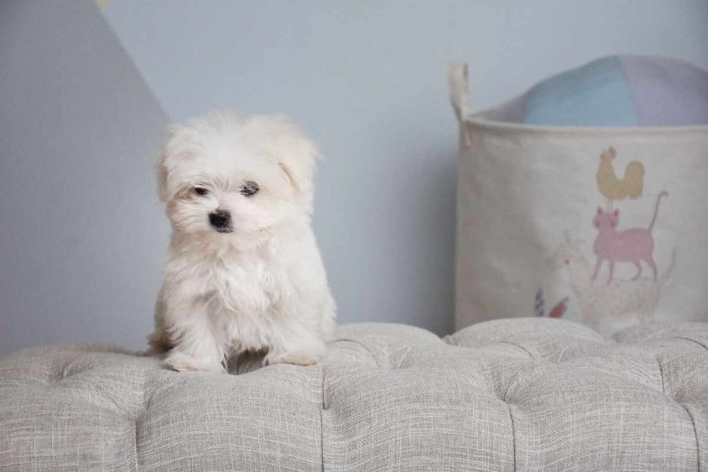 Цуценята мальтезе, тип бебі-фейс — 5