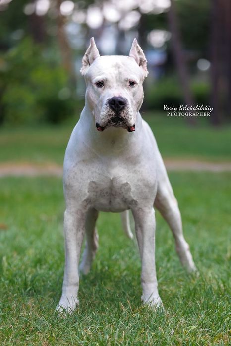 Цуценята аргентинського дога