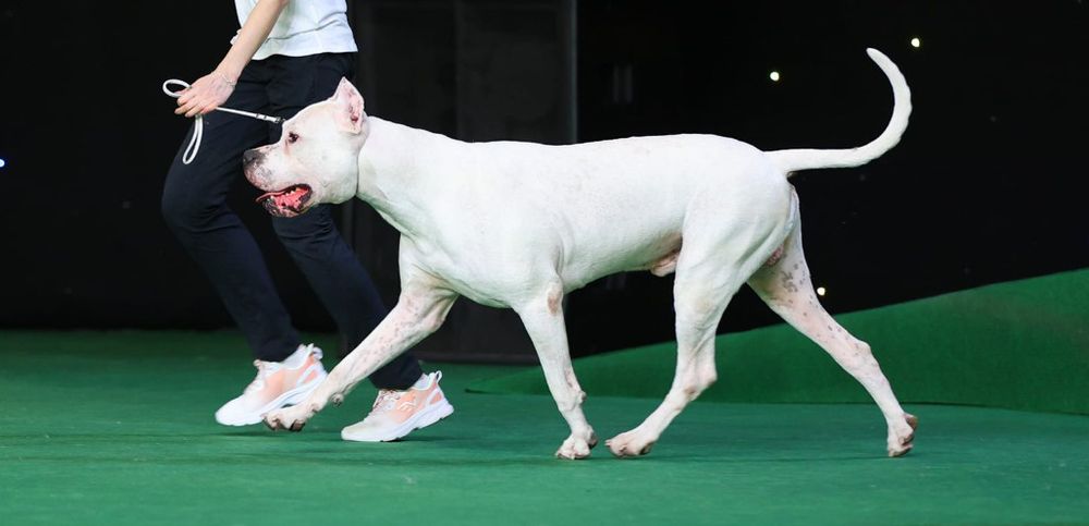 Цуценята аргентинського дога — 2