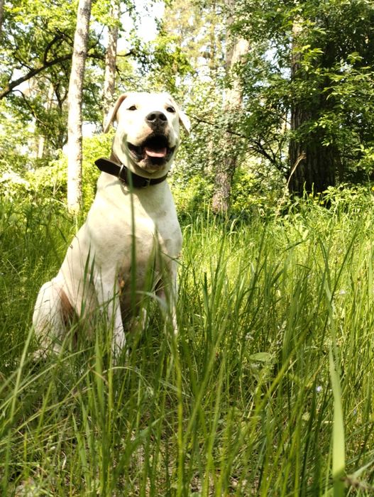 Цуценята аргентинського дога — 4