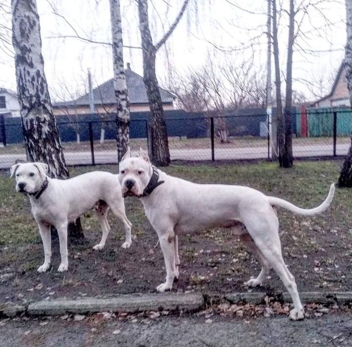 Цуценята аргентинського дога — 5