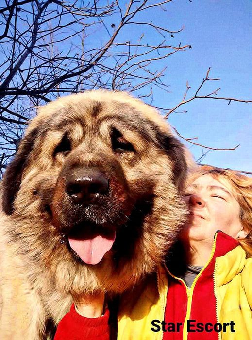 Цуценята кавказької вівчарки від робочих батьків, КСУ — 2