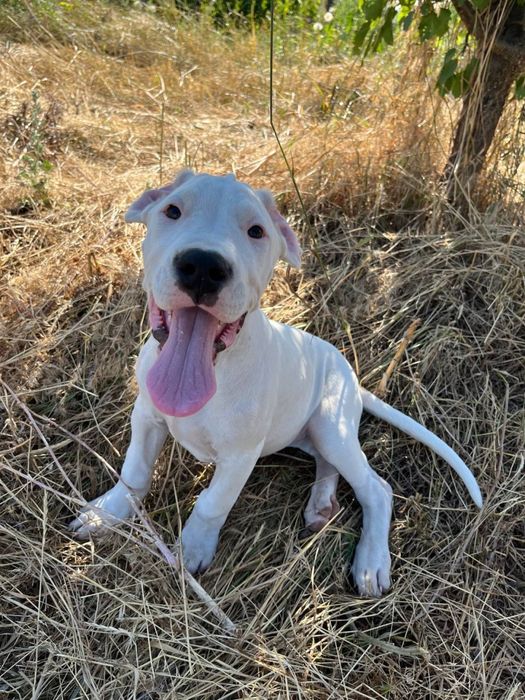 Цуценята аргентинського дога з документами ККУ